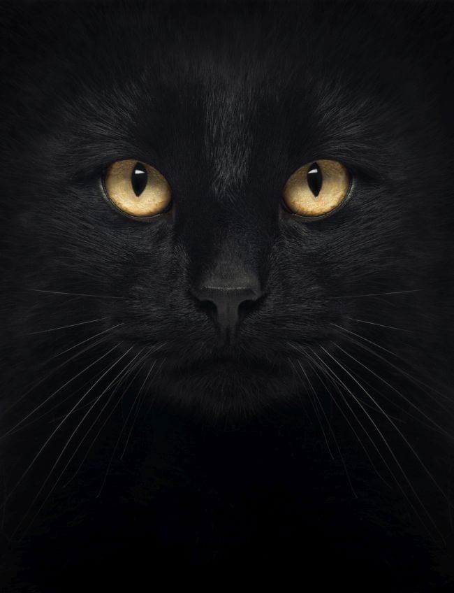 s h e e r  Black cat aesthetic, Cute cats, Cat aesthetic
